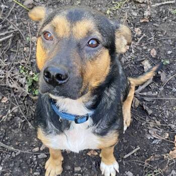 Abby -  Beagle and Shepherd Dog for Adoption in Spencer, Indiana - Abby | PetCurious
