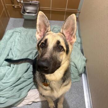 H213432 Scarlett -  German Shepherd Dog Dog for Adoption in Port Washington, New York - H213432 Scarlett | PetCurious