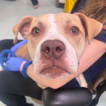 Rescue Mixed Breed Dogs for Adoption in Philadelphia, Pennsylvania - Debo | PetCurious