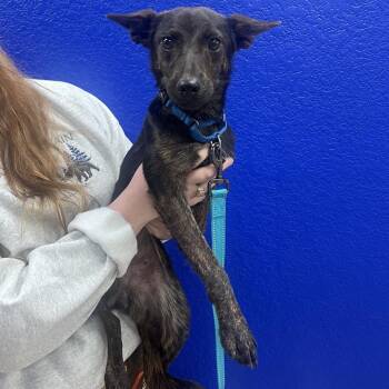 Sparky -  Terrier and Mixed Breed Dog for Adoption in Waco, Texas - Sparky | PetCurious