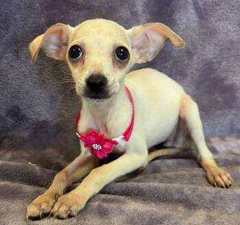 Rescue Terrier and Chihuahua Dogs for Adoption in Lodi, California - Heidi | PetCurious