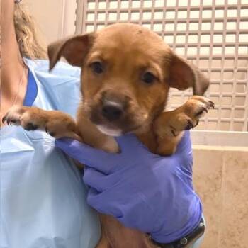 Mixed Breed Dogs Available for Adoption - Mallory | PetCurious