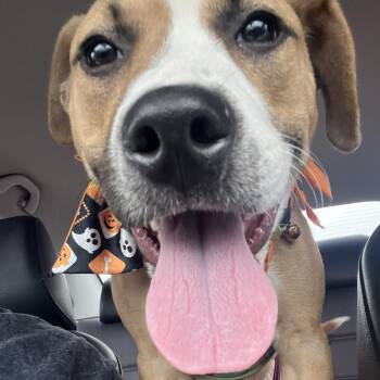 Rescue Mixed Breed Dogs for Adoption in Memphis, Tennessee - Phoenix | PetCurious
