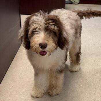 Button in NH. Come Meet our Adoptable Dogs Wednesday-Saturday. M -  Australian Shepherd and Poodle Dog for Adoption in Manchester, New Hampshire - Button In NH. Come Meet Our Adoptable Dogs Wednesday-Saturday. M | PetCurious