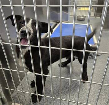 Mixed Breed Dogs Available for Adoption - WALLY | PetCurious