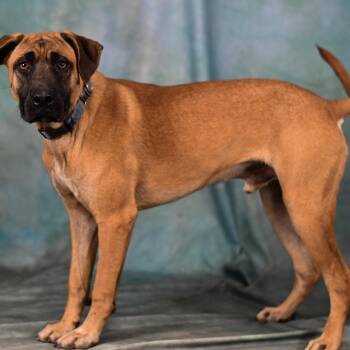 Laden -  Black Mouth Cur Dog for Adoption in Defuniak Springs, Florida - Laden | PetCurious