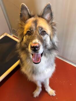 Rescue German Shepherd Dog Dogs for Adoption in Mason City, Iowa - Solomon | PetCurious