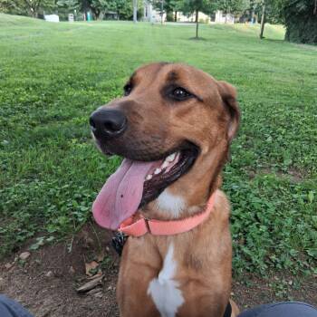Argos -  Hound and Labrador Retriever Dog for Adoption in Baltimore, Maryland - Argos | PetCurious