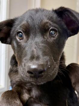 Retriever and Mixed Breed Dogs Available for Adoption - Donald Duck | PetCurious