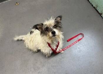CHLOE -  Terrier Dog for Adoption in Antioch, California - CHLOE | PetCurious