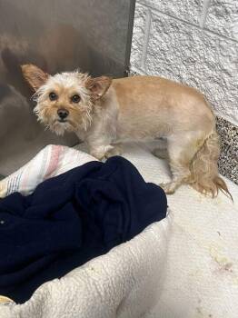 Pomeranian and Yorkshire Terrier Dogs Available for Adoption - Dory | PetCurious