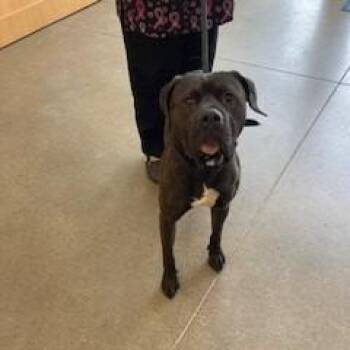 YORK-Stray-16122 -  Pit Bull Terrier Dog for Adoption in York, Pennsylvania - YORK-Stray-16122 | PetCurious