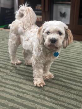 Tofu -  Cocker Spaniel Dog for Adoption in Austin, Texas - Tofu | PetCurious