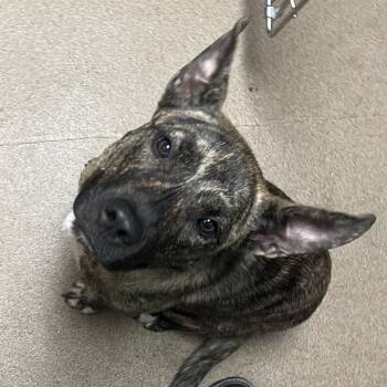 Domino -  Mixed Breed Dog for Adoption in Chattanooga, Tennessee - Domino | PetCurious