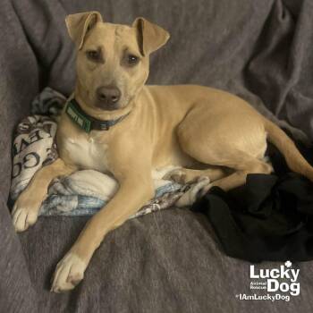 Terrier Dogs Available for Adoption - Kali | PetCurious