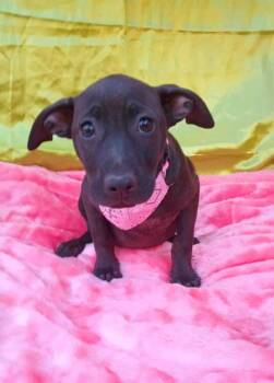 Rescue Jack Russell Terrier Dogs for Adoption in Lake Forest, California - Maya - (Courtesy Post) Foster Or Adopt Me! | PetCurious