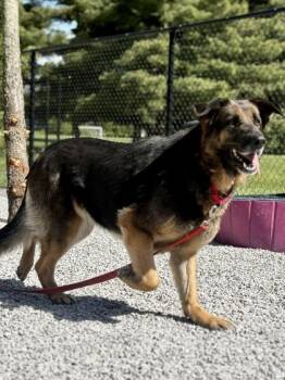 German Shepherd Dog and Mixed Breed Dogs Available for Adoption in Cincinnati, Ohio - Sadie | PetCurious