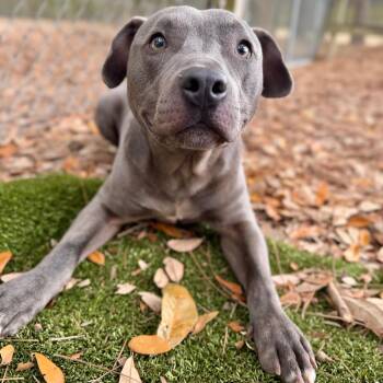 Mixed Breed Dogs Available for Adoption - Tiberius | PetCurious