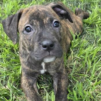 Cane Corso and Pit Bull Terrier Dogs Available for Adoption in Bryan, Texas - Emilia | PetCurious