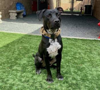 Rescue Pit Bull Terrier Dogs for Adoption in San Marcos, California - URGENT! SAVE ME PLEASE! Neville -ID#A546441 | PetCurious