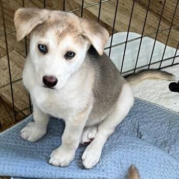 Leia -  Mixed Breed Dog for Adoption in Bartlett, Tennessee - Leia | PetCurious