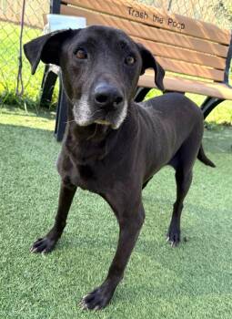 Sally Mae -  Black Labrador Retriever Dog for Adoption in Lake Wylie, South Carolina - Sally Mae | PetCurious