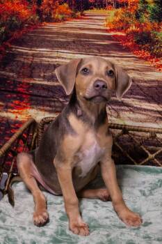 Naomi -  Mixed Breed Dog for Adoption in Dorr, Michigan - Naomi | PetCurious