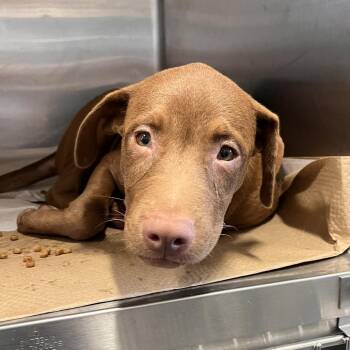 AK1046 Rylie -  Mixed Breed Dog for Adoption in Port Washington, New York - AK1046 Rylie | PetCurious