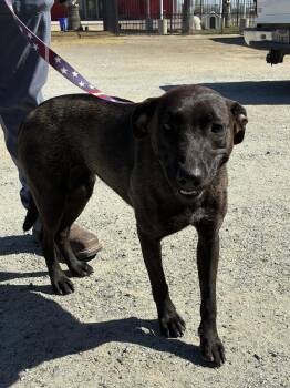 Mia -  Labrador Retriever Dog for Adoption in Delano, California - Mia | PetCurious