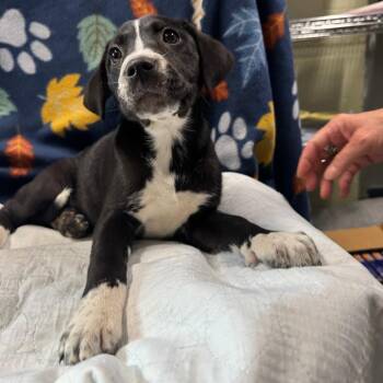 Black Labrador Retriever and Mixed Breed Dogs Available for Adoption in Eureka Springs, Arkansas - Oreo | PetCurious