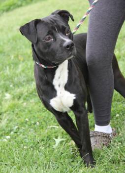 Pit Bull Terrier Dogs Available for Adoption in Marietta, Ohio - Billy | PetCurious