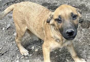 Wren -  German Shepherd Dog Dog for Adoption in Manchester, Connecticut - Wren | PetCurious
