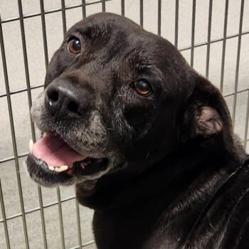Daisy -  Shar Pei Dog for Adoption in New Philadelphia, Ohio - Daisy | PetCurious