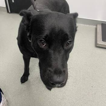 Meadow -  Border Collie Dog for Adoption in Abilene, Texas - Meadow | PetCurious
