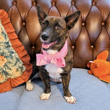 Petunia -  Cardigan Welsh Corgi Dog for Adoption in Longview, Texas - Petunia | PetCurious
