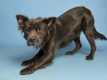 Australian Shepherd and Pit Bull Terrier Dogs Available for Adoption - SPARK | PetCurious