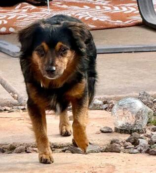 Cavalier King Charles Spaniel and Mixed Breed Dogs Available for Adoption - Armani | PetCurious
