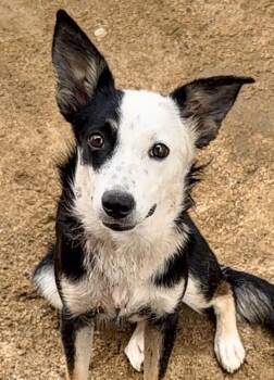 Ivy -  Border Collie Dog for Adoption in Palm Desert, California - Ivy | PetCurious