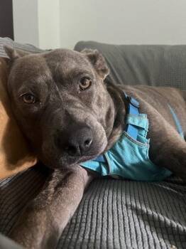 Jia - IN FOSTER -  Mixed Breed Dog for Adoption in Chamblee, Georgia - Jia - IN FOSTER | PetCurious