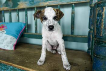 Australian Cattle Dog Blue Heeler Dogs Available for Adoption in San Antonio, Texas - Daisy | PetCurious