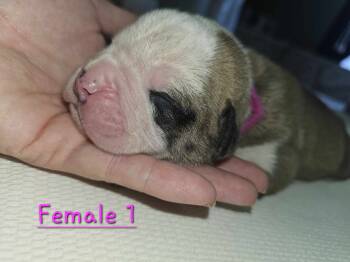 American Bulldog Dogs Available for Sale - Beauty | PetCurious