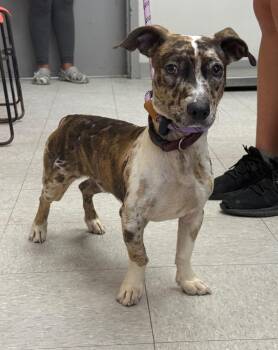 Goalie -  Catahoula Leopard Dog and Dachshund Dog for Adoption in Sorrento, Louisiana - Goalie | PetCurious