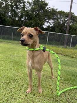 Chihuahua and Mixed Breed Dogs Available for Adoption in Honolulu, Hawaii - Maribell | PetCurious