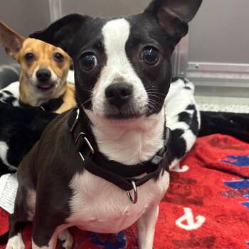 Chihuahua Dogs Available for Adoption in Wilmington, Delaware - Kiwi (Bonded With Princesa) | PetCurious