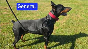 TT General -  Doberman Pinscher Dog for Adoption in Warrenton, Missouri - TT General | PetCurious