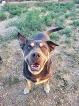 Rescue Shar Pei and German Shepherd Dog Dogs for Adoption in Pocatello, Idaho - Tazz | PetCurious