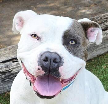 Rescue American Bully Dogs for Adoption in North Valley, New Mexico - WOW Ms Wynona ~ Exquisite ! | PetCurious