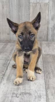Miney -  German Shepherd Dog and Mixed Breed Dog for Adoption in Shreveport, Louisiana - Miney | PetCurious
