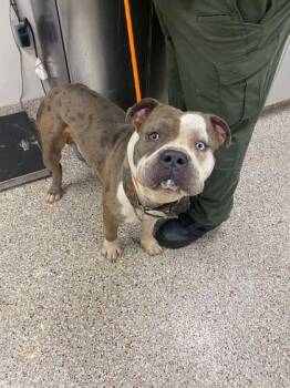 Country Ham Biscuit -  Fox Terrier and Mixed Breed Dog for Adoption in Gastonia, North Carolina - Country Ham Biscuit | PetCurious