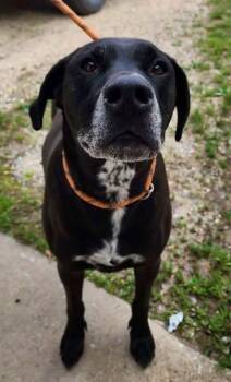 BRODY -  Black Labrador Retriever Dog for Adoption in Reed City, Michigan - BRODY | PetCurious